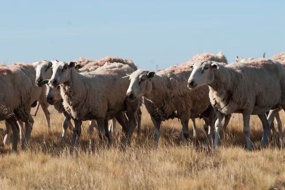 Argentina sumó a Marruecos como importador de carnes ovinas y caprinas