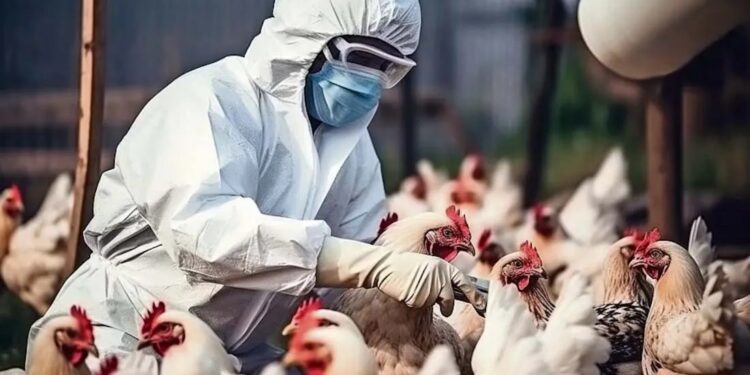 Alertan sobre el aumento de casos de influenza aviar en países de América