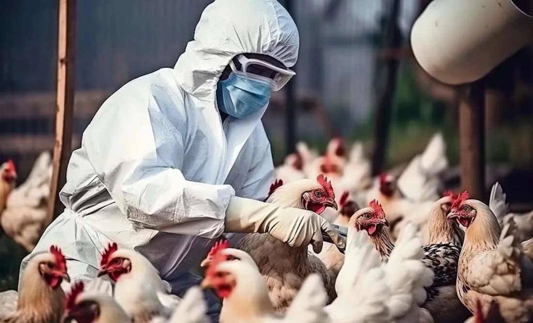 Alertan sobre el aumento de casos de influenza aviar en países de América