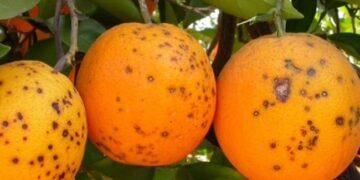 Estudian el impacto del HLB en naranjas Valencia