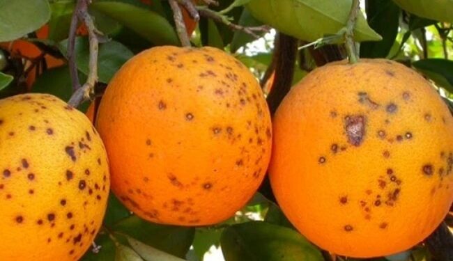 Estudian el impacto del HLB en naranjas Valencia