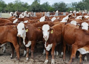 Los precios de la hacienda mejoraron, pero no alcanza: los márgenes cierran por debajo del año pasado
