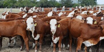 Los precios de la hacienda mejoraron, pero no alcanza: los márgenes cierran por debajo del año pasado