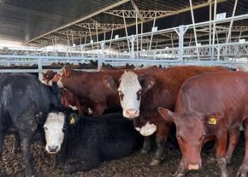 En Argentina la faena de vaquillonas se acerca al 50%