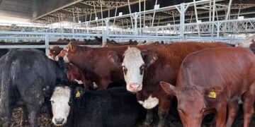 En Argentina la faena de vaquillonas se acerca al 50%