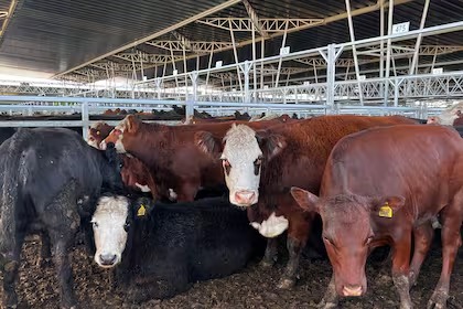 En Argentina la faena de vaquillonas se acerca al 50%