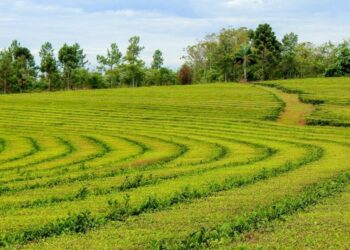 Economías regionales: desarrollan sellos de indicación geográfica para el té argentino y la miel de atamisqui
