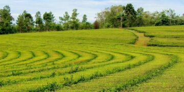 Economías regionales: desarrollan sellos de indicación geográfica para el té argentino y la miel de atamisqui