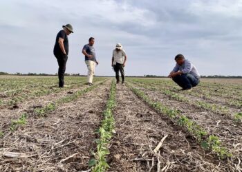 Delegar para crecer: la estrategia que revoluciona el agro