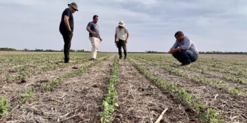 Delegar para crecer: la estrategia que revoluciona el agro