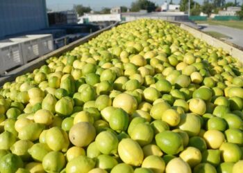 Citrus en Tucumán: balance 2024 y desafíos para 2025