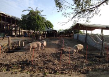 Cómo combatir el estrés térmico en porcinos en Tucumán: estrategias y recomendaciones