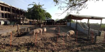 Cómo combatir el estrés térmico en porcinos en Tucumán: estrategias y recomendaciones