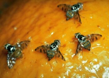 Plagas en Cuyo: fin de una emergencia para mosca de los frutos y tercer alerta para polilla de la vid