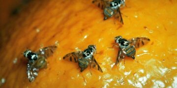 Plagas en Cuyo: fin de una emergencia para mosca de los frutos y tercer alerta para polilla de la vid