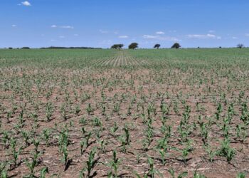 Más maíz y menos soja que lo previsto: el final de la siembra gruesa viene con cambios sorpresivos