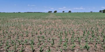 Más maíz y menos soja que lo previsto: el final de la siembra gruesa viene con cambios sorpresivos