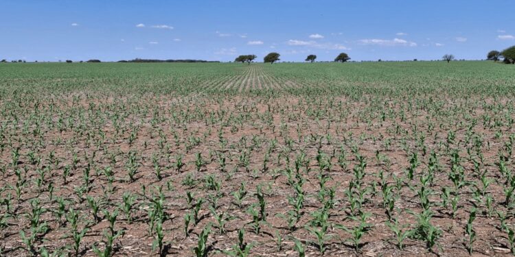 Más maíz y menos soja que lo previsto: el final de la siembra gruesa viene con cambios sorpresivos