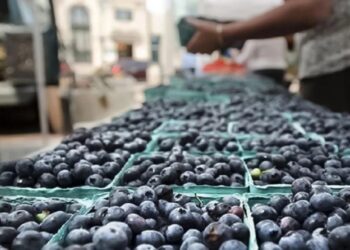 La baja producción de Perú favoreció la exportación de arándanos de la Argentina