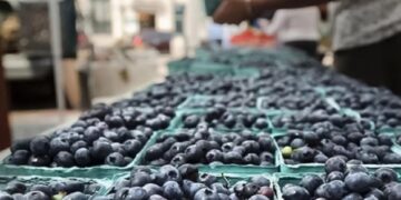 La baja producción de Perú favoreció la exportación de arándanos de la Argentina