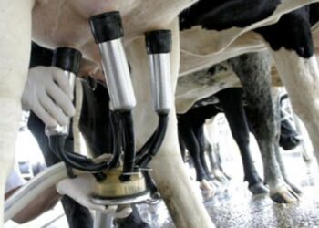 La lechería inició 2025 con optimismo: estiman un aumento de la producción del 5,7% a lo largo del año