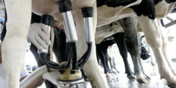 La lechería inició 2025 con optimismo: estiman un aumento de la producción del 5,7% a lo largo del año