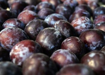 La ciruela brilla: la proyección de cosecha marca un 12% más que el promedio histórico