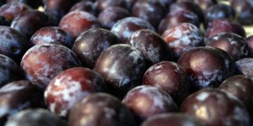 La ciruela brilla: la proyección de cosecha marca un 12% más que el promedio histórico