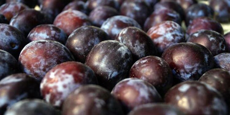 La ciruela brilla: la proyección de cosecha marca un 12% más que el promedio histórico