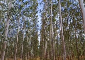 El eucalipto: una apuesta forestal con gran futuro en el Chaco