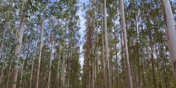 El eucalipto: una apuesta forestal con gran futuro en el Chaco
