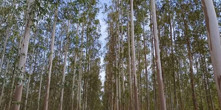 El eucalipto: una apuesta forestal con gran futuro en el Chaco