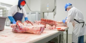 Uruguay: paros sorpresivos en la industria frigorífica generan consecuencias en la calidad de la carne