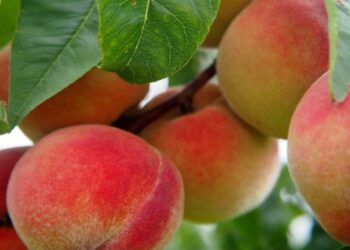 Mosca de los frutos: finalizó la emergencia fitosanitaria en Tupungato