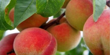 Mosca de los frutos: finalizó la emergencia fitosanitaria en Tupungato