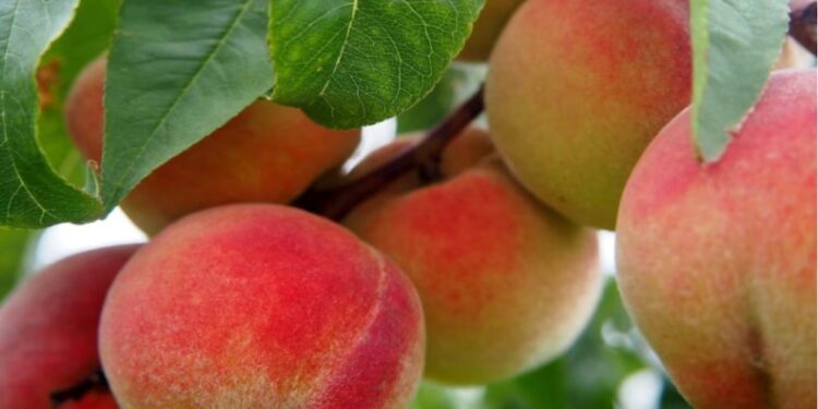 Mosca de los frutos: finalizó la emergencia fitosanitaria en Tupungato