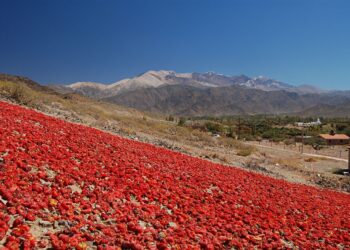 El pimentón calchaquí, otro producto regional que avanza con su denominación de origen
