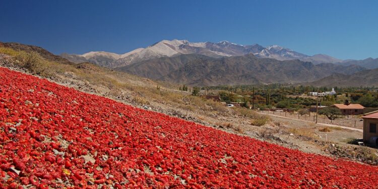 El pimentón calchaquí, otro producto regional que avanza con su denominación de origen