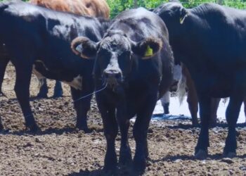 Estrés térmico en bovinos: las siete recomendaciones para que el ganado pase la ola de calor