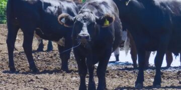 Estrés térmico en bovinos: las siete recomendaciones para que el ganado pase la ola de calor