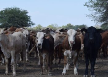 En Paraguay el ganado gordo comenzó el año con firmeza