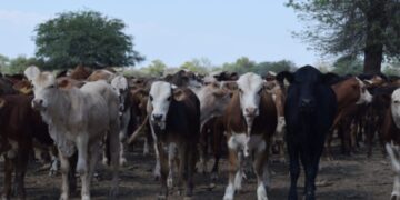 En Paraguay el ganado gordo comenzó el año con firmeza