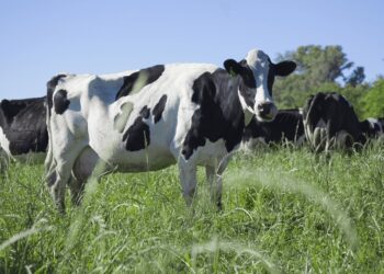 Datos del Senasa confirman que en 2024 se siguieron cerrando tambos, pero con un rodeo estable