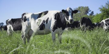 Datos del Senasa confirman que en 2024 se siguieron cerrando tambos, pero con un rodeo estable