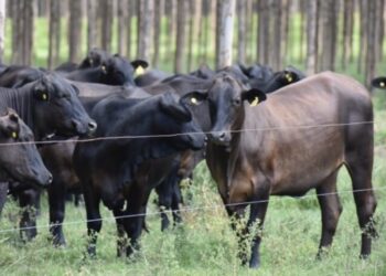 Novillo Mercosur: cambió la tendencia y comenzó el año al alza