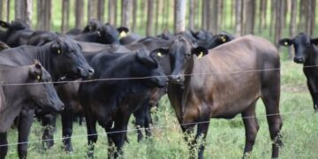 Novillo Mercosur: cambió la tendencia y comenzó el año al alza
