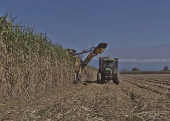 Producir una hectárea de caña subió un 184%