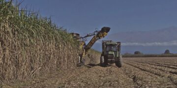Producir una hectárea de caña subió un 184%