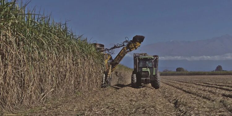 Producir una hectárea de caña subió un 184%