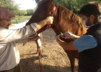 Nuevos controles marcan un antes y un después en el bienestar de los caballos